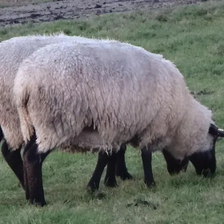 Zum Eisenlager Apartmán Norden